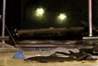 Illustration for article titled Huge Shark Tank Breaks Inside Chinese Mall, 15 People Injured (Updated)